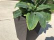 Rattan Planter S 23,6 L műanyag kerti virágláda whiskey barna